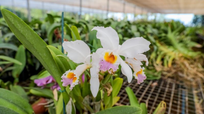 Ganhou flores? Veja dicas para cuidar do seu presente