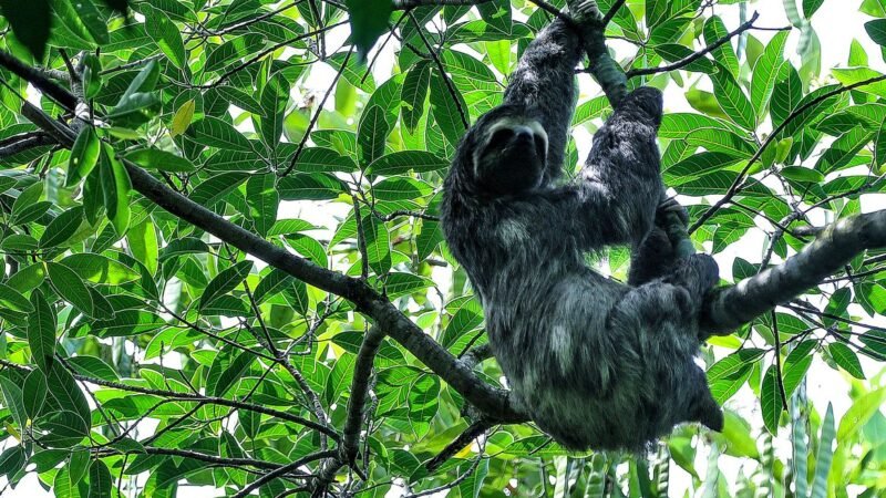 Mata Atlântica tem maior número de espécies ameaçadas, diz pesquisa