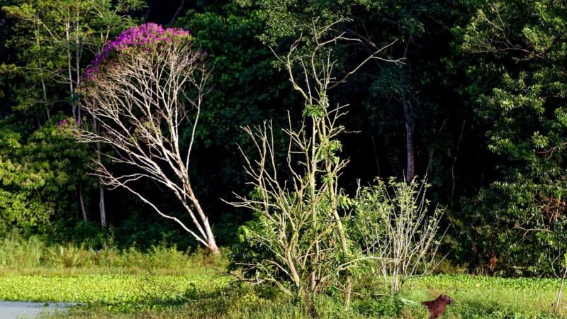 Brasil estoca no solo o equivalente a 70 anos de emissões de CO2