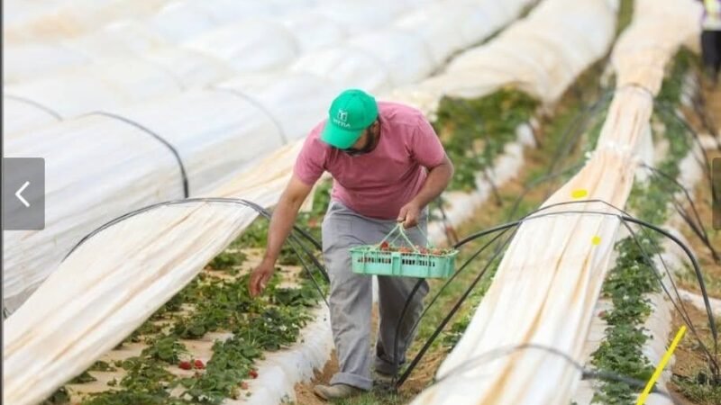 Temporada do morango em Brazlândia impulsiona produção e economia do Distrito Federal