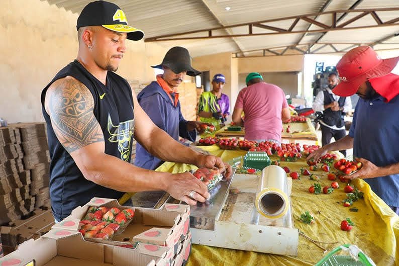 Vem aí a 27ª Festa do Morango de Brazlândia que começa no dia 01/09