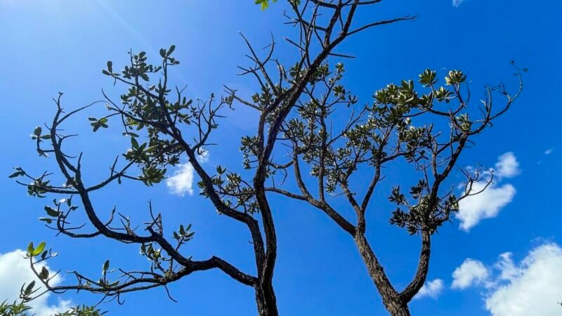 Alertas de desmatamento batem recorde no Cerrado