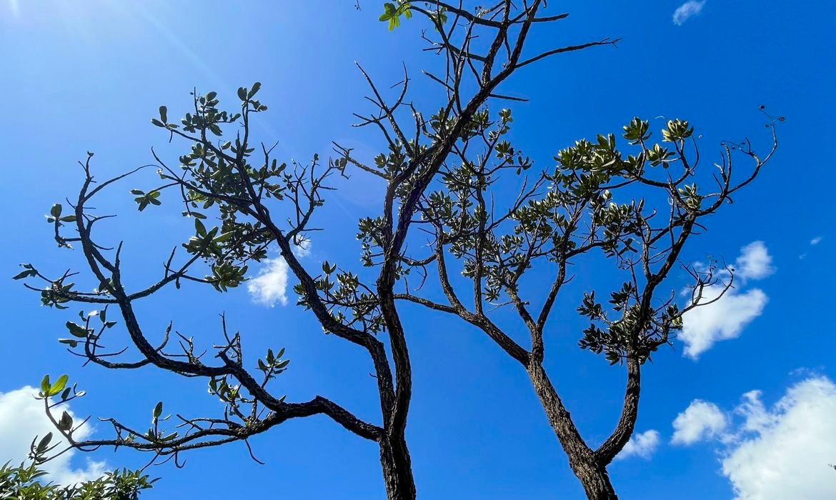 Alertas de desmatamento batem recorde no Cerrado