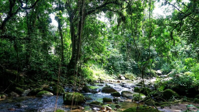 SOS Mata Atlântica mapeia 1,5 mil unidades de conservação municipais