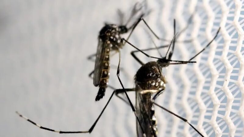 SP tem quatro casos de dengue tipo 3, sem circulação há 15 anos