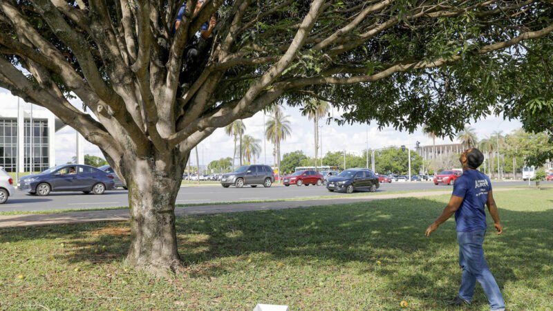 Cardápio de frutas a céu aberto faz a alegria dos brasilienses