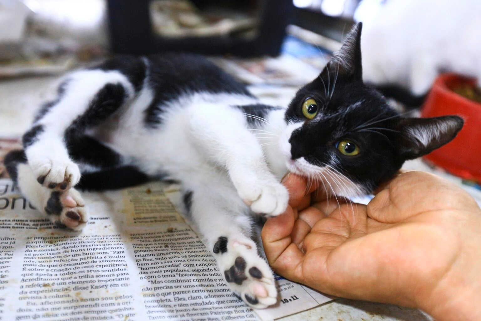 Inscrições para castração gratuita de gatas começam nesta quarta (31)