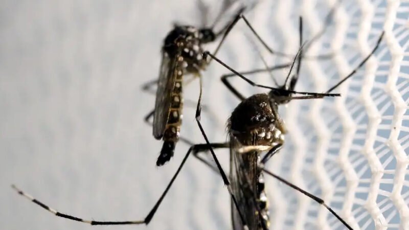 Brasil se aproxima de 1 milhão de casos prováveis de dengue