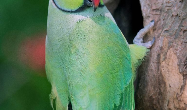 Participe da regulamentação da criação em cativeiro de fauna exótica no DF