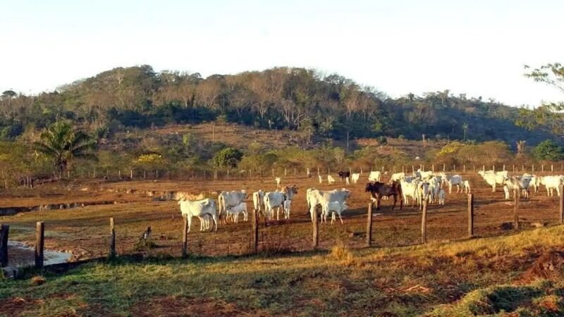 DF está livre de febre aftosa sem vacinação e abre caminho para exportação