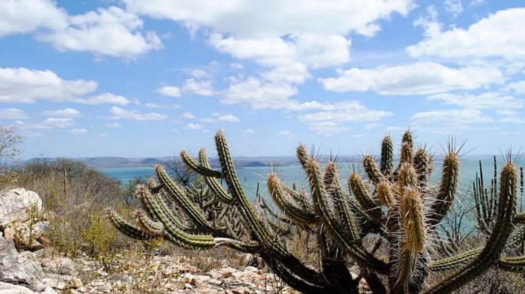 Brasil já perdeu 34 milhões dos 82,6 milhões de hectares da Caatinga